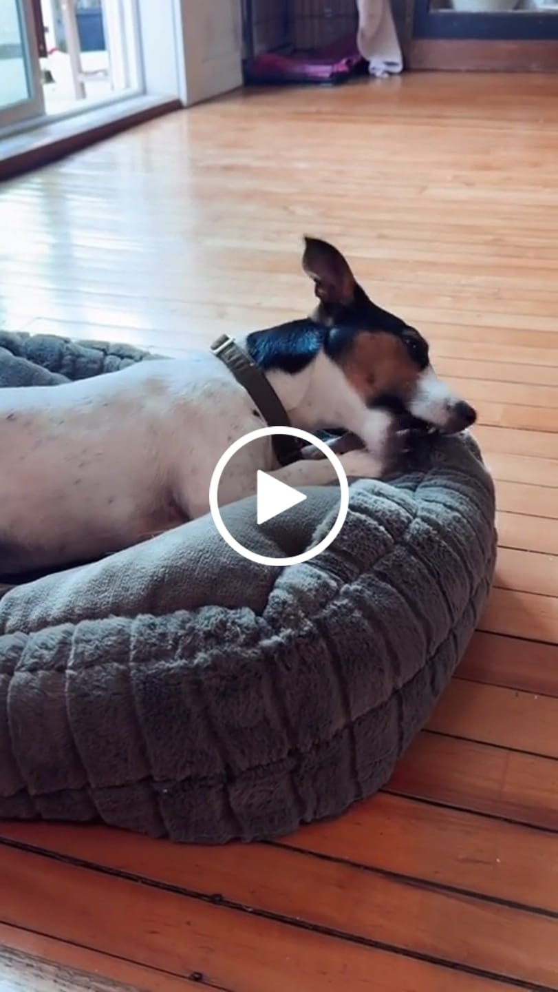 Customer video review of Himalayan Yak Chews — 6 Flavor Variety Pack | Find Your Dog's Favorite (NP)