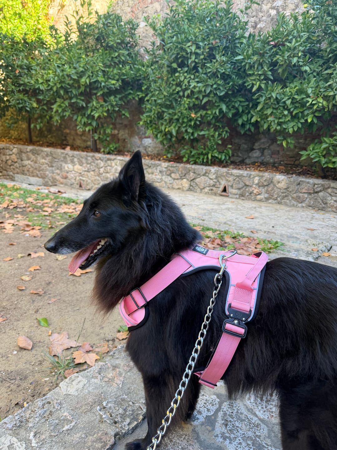Customer photo review of Pettorine