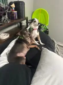 Customer photo review of OptimaPets - 12 Meses de Protección Antipulgas y Garrapatas 100% Natural para Perros