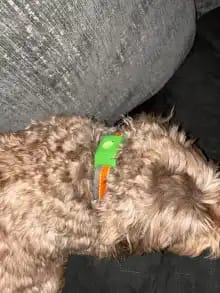 Customer photo review of OptimaPets - 12 Meses de Protección Antipulgas y Garrapatas 100% Natural para Perros