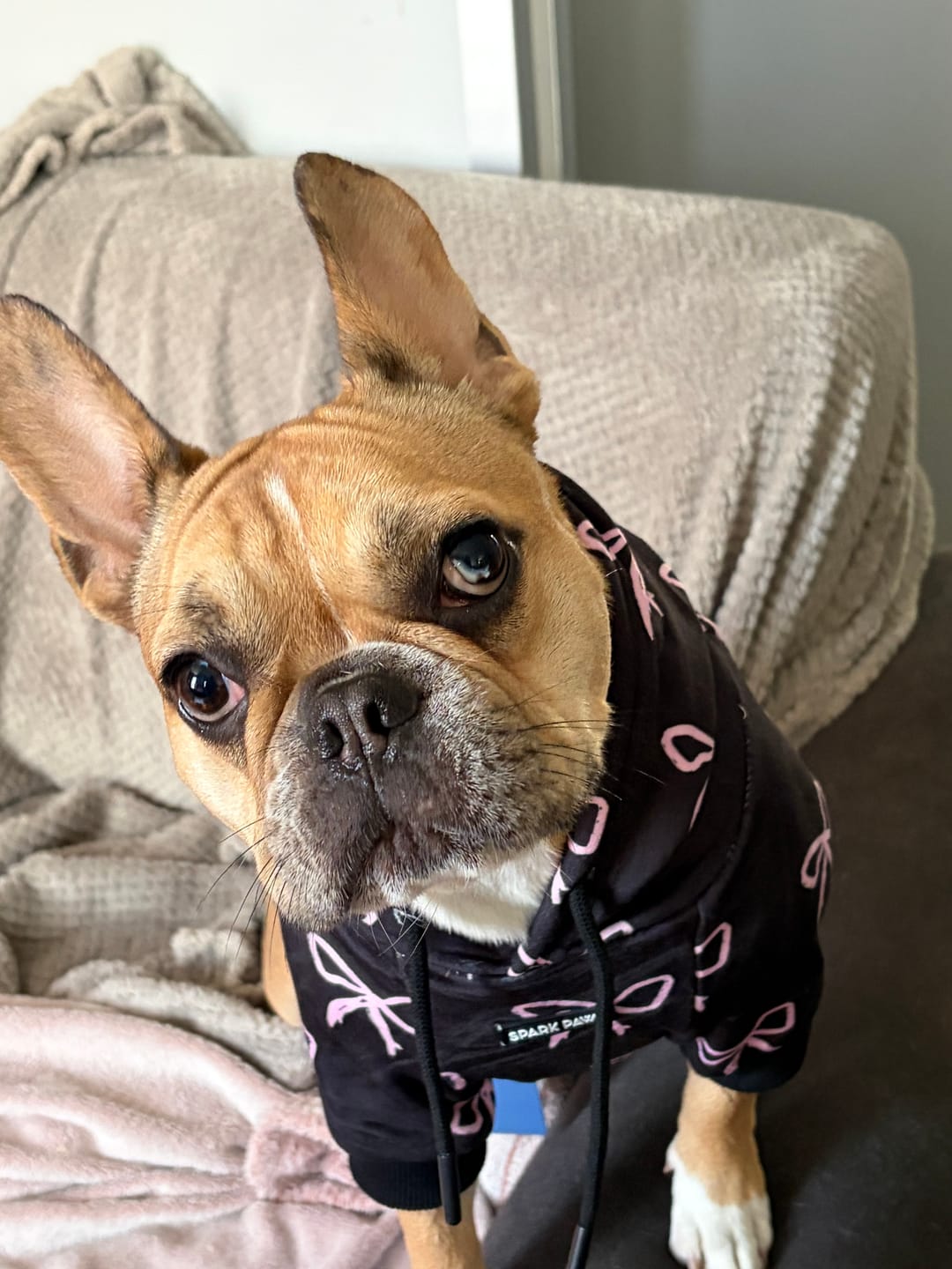 Customer photo review of Dog Hoodie Prints