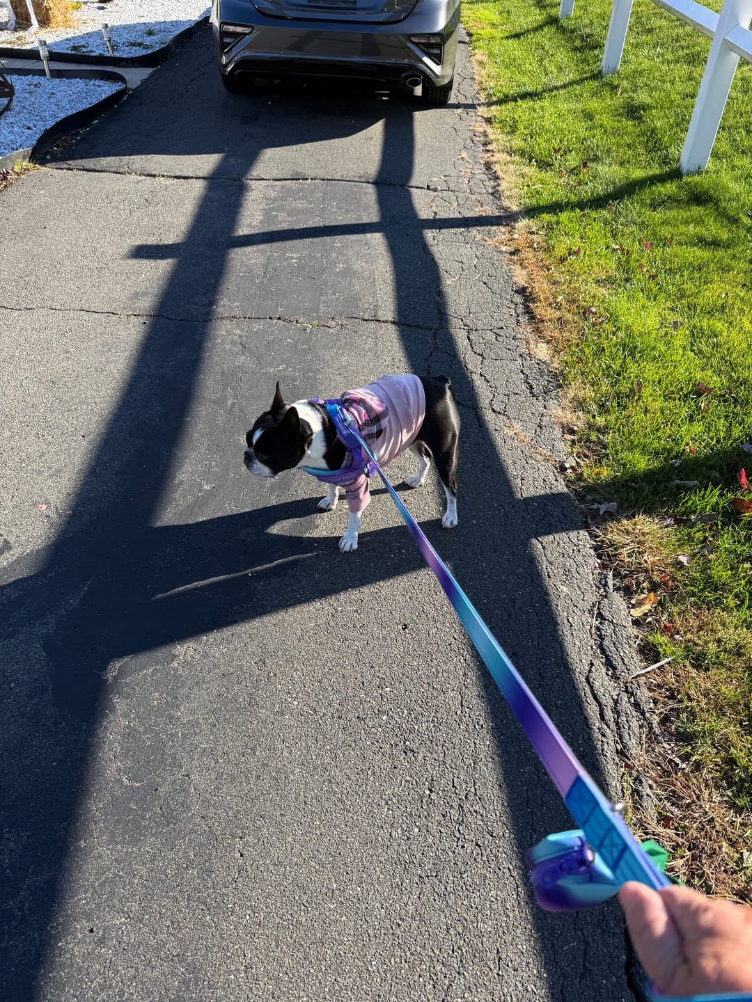 Customer photo review of Leash and Poop Bag Holder Set