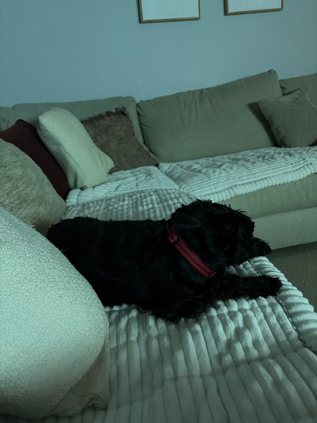 Customer photo review of Cosy Couch - Couch Cover