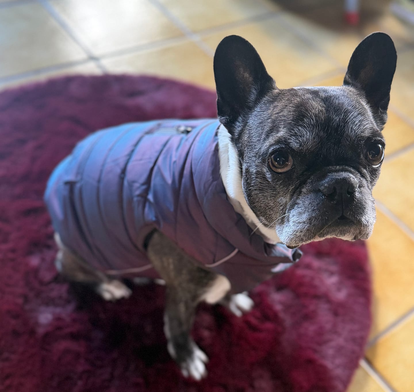Customer photo review of WarmShield Water-Resistant Jackets