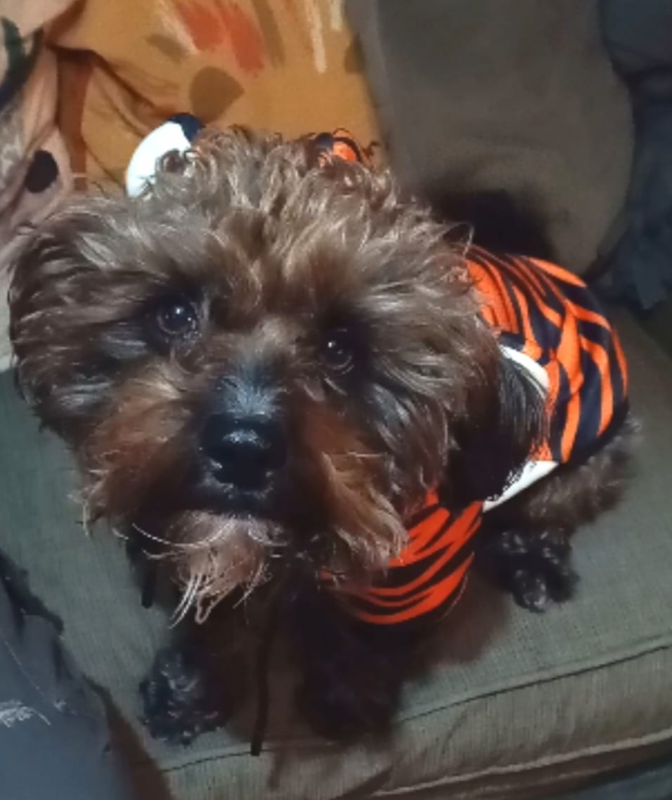 Customer photo review of Halloween Dog Hoodie - Tiger