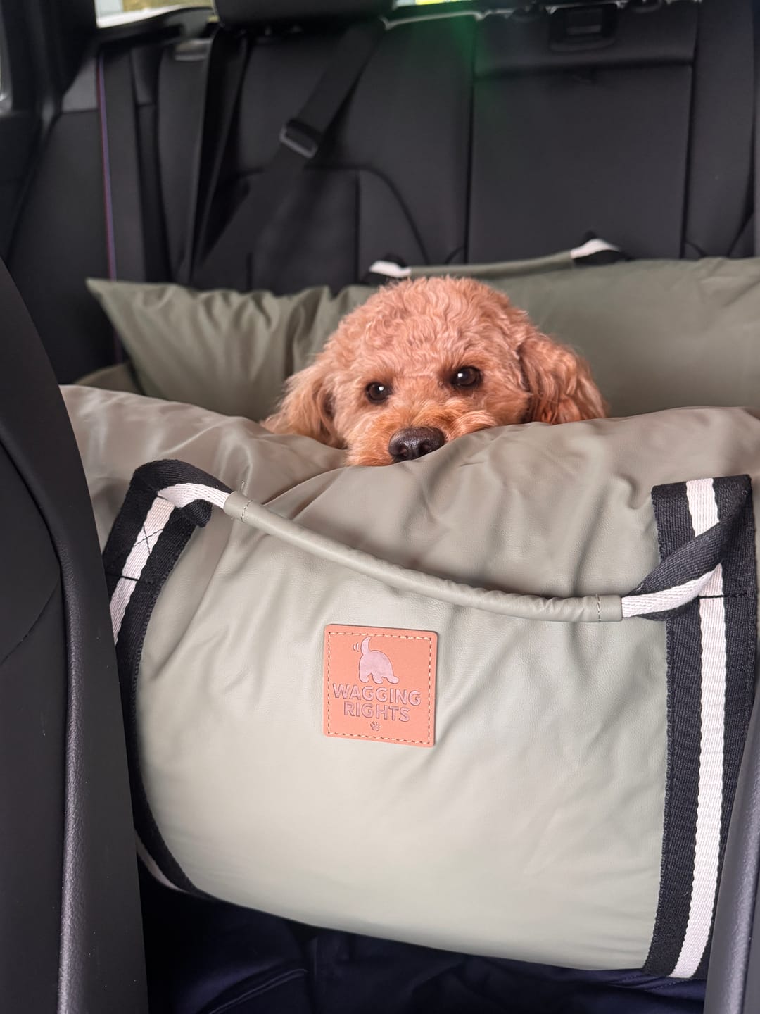Customer photo review of Dog Dock V2 New & Improved ISO Fix