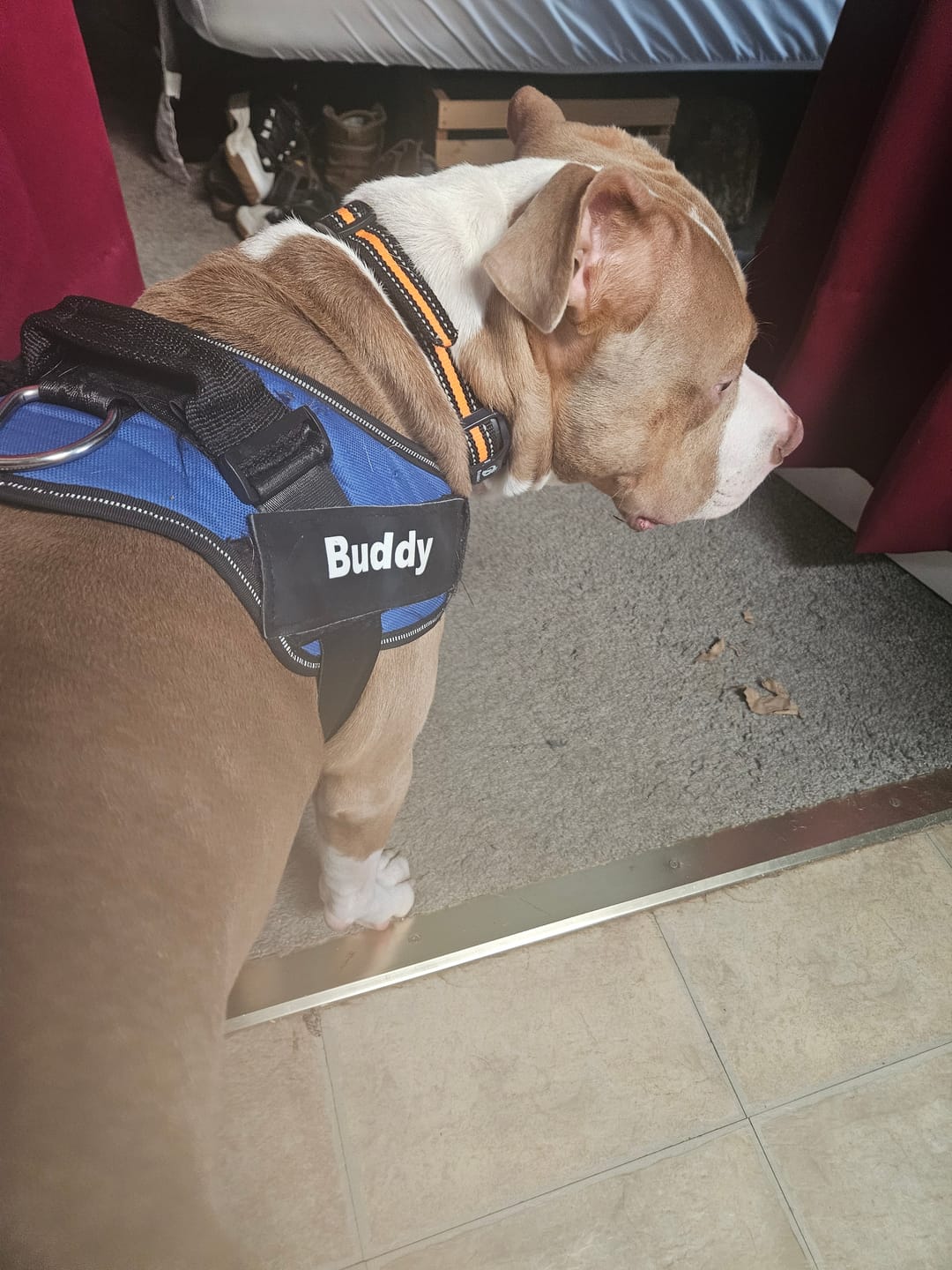 Customer photo review of Dogshood ™ No Pull Harness
