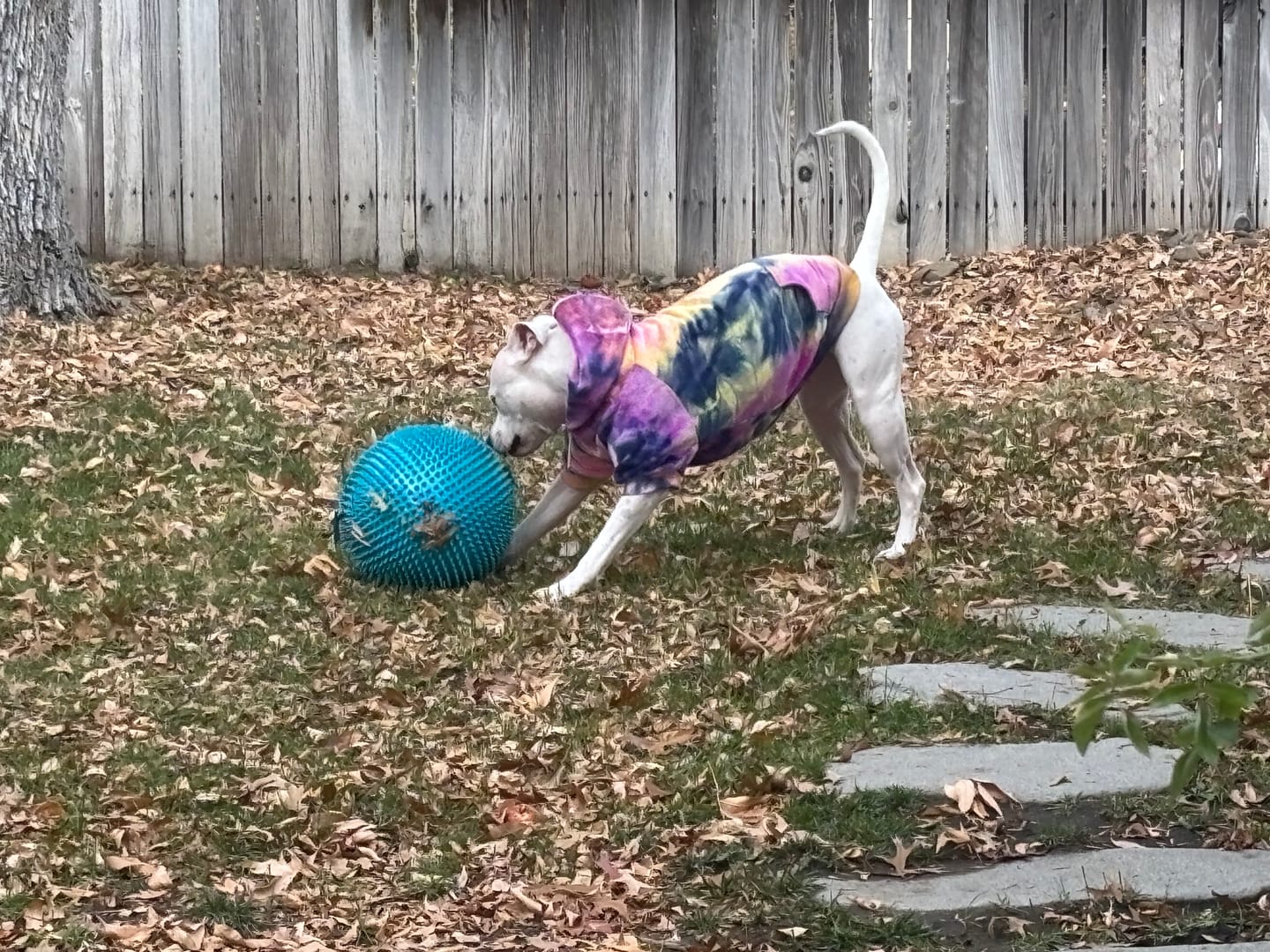 Customer photo review of Velvet Dog Hoodie - Berry Lemonade