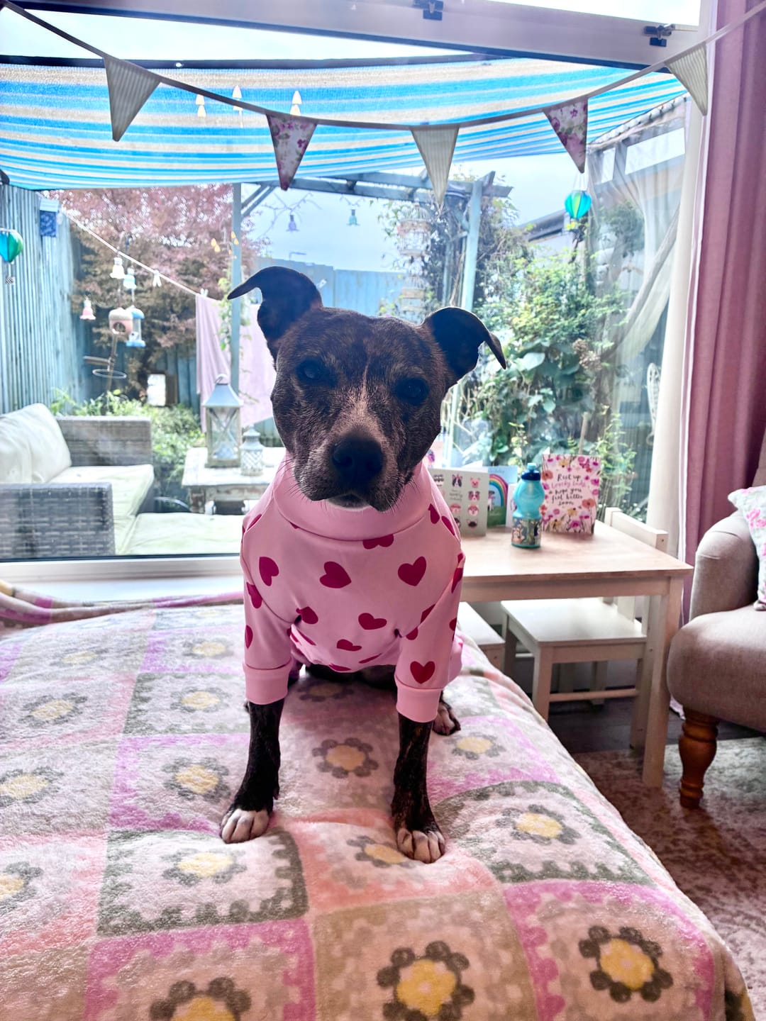 Customer photo review of Dog Pajama - Pink Hearts