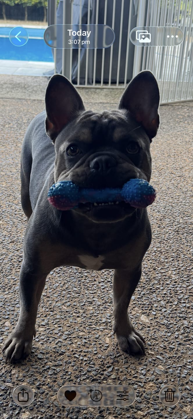 Customer photo review of Fish Oil for Dogs | Premium Tasmanian Omega-3