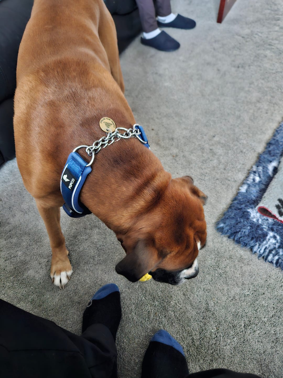 Customer photo review of Martingale collar - Blue