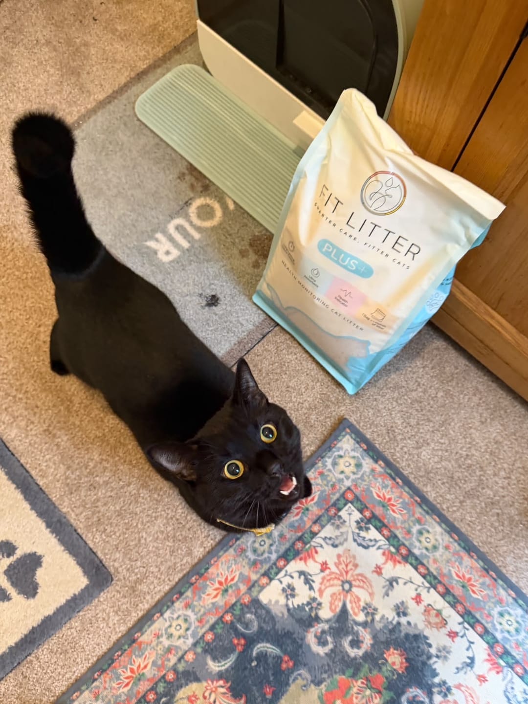 Customer photo review of Fit Litter PLUS