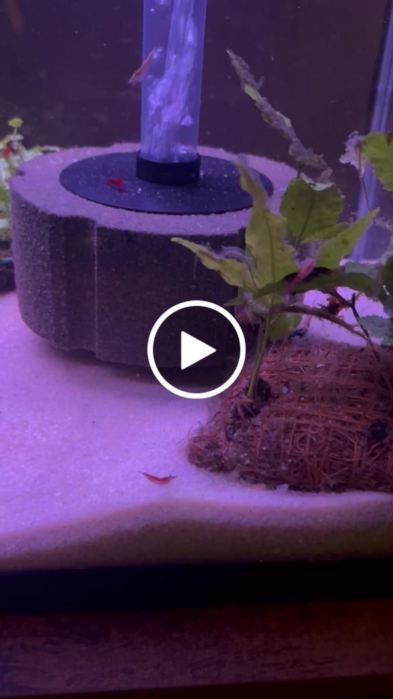 Customer video review of Neocaridina Skittles Shrimp Pack – Assorted Freshwater Colors