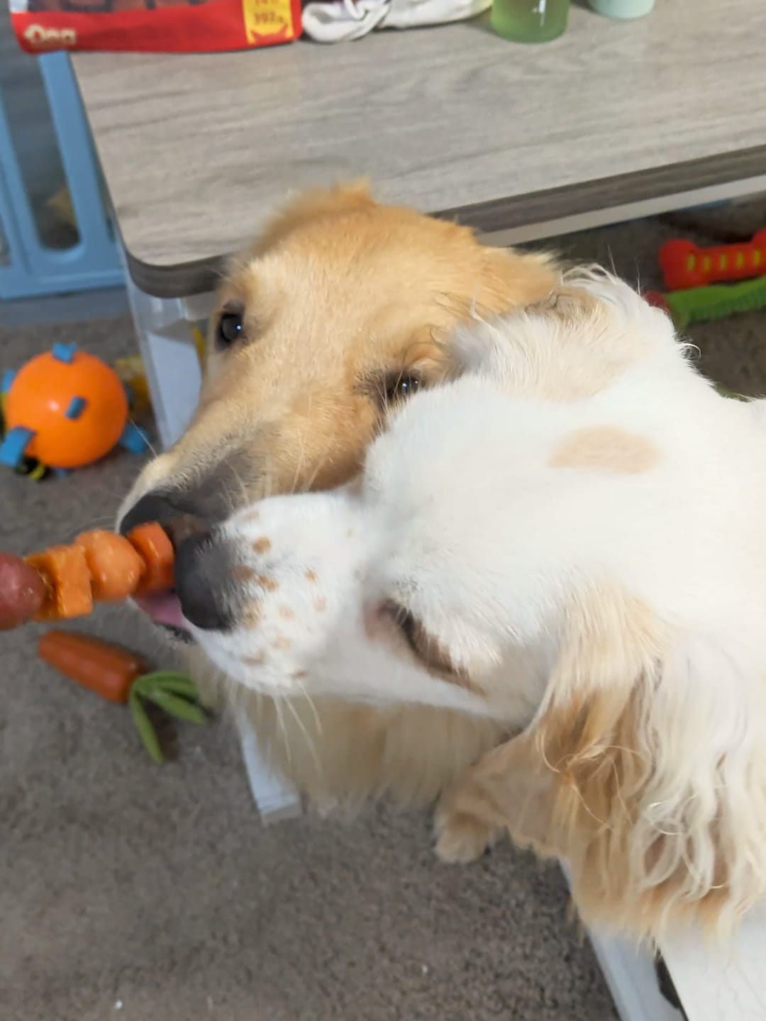 Customer photo review of Jungle Calling Dog Treats Variety Pack, Chicken Wrapped Rawhide Donuts & Multi-Flavor Kabobs, 2-Item Bundle, 19.1oz
