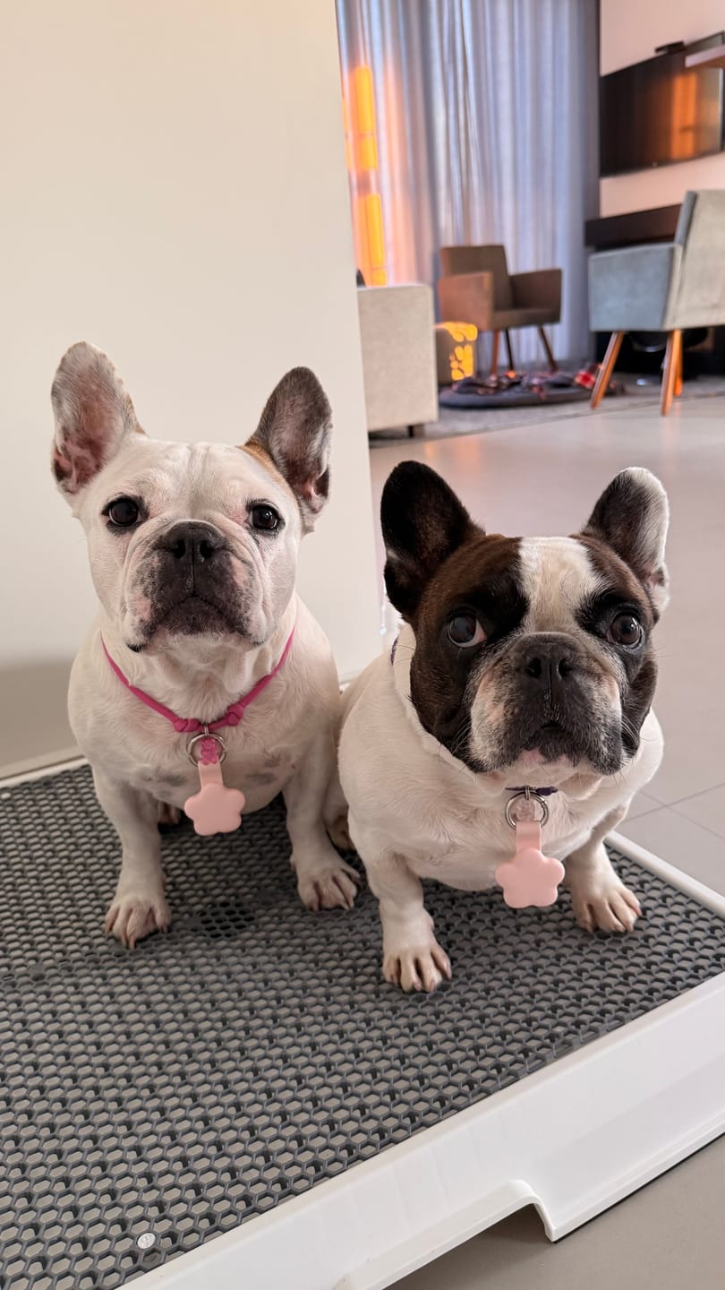 Customer photo review of Weasy Cão | Banheiro inteligente para cachorro