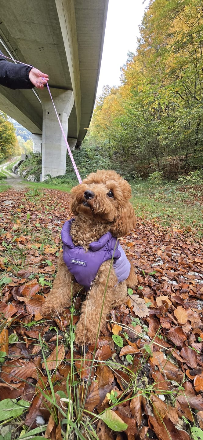 Customer photo review of PuffShield Winter Jackets