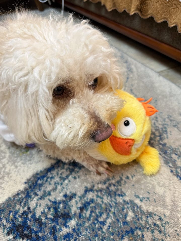 Customer photo review of Side-Eye Chick