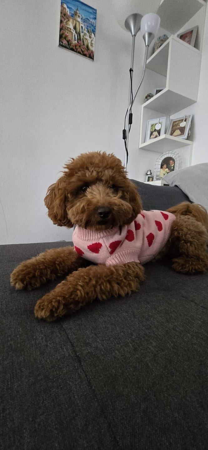 Customer photo review of Hearts Knit Dog Sweater