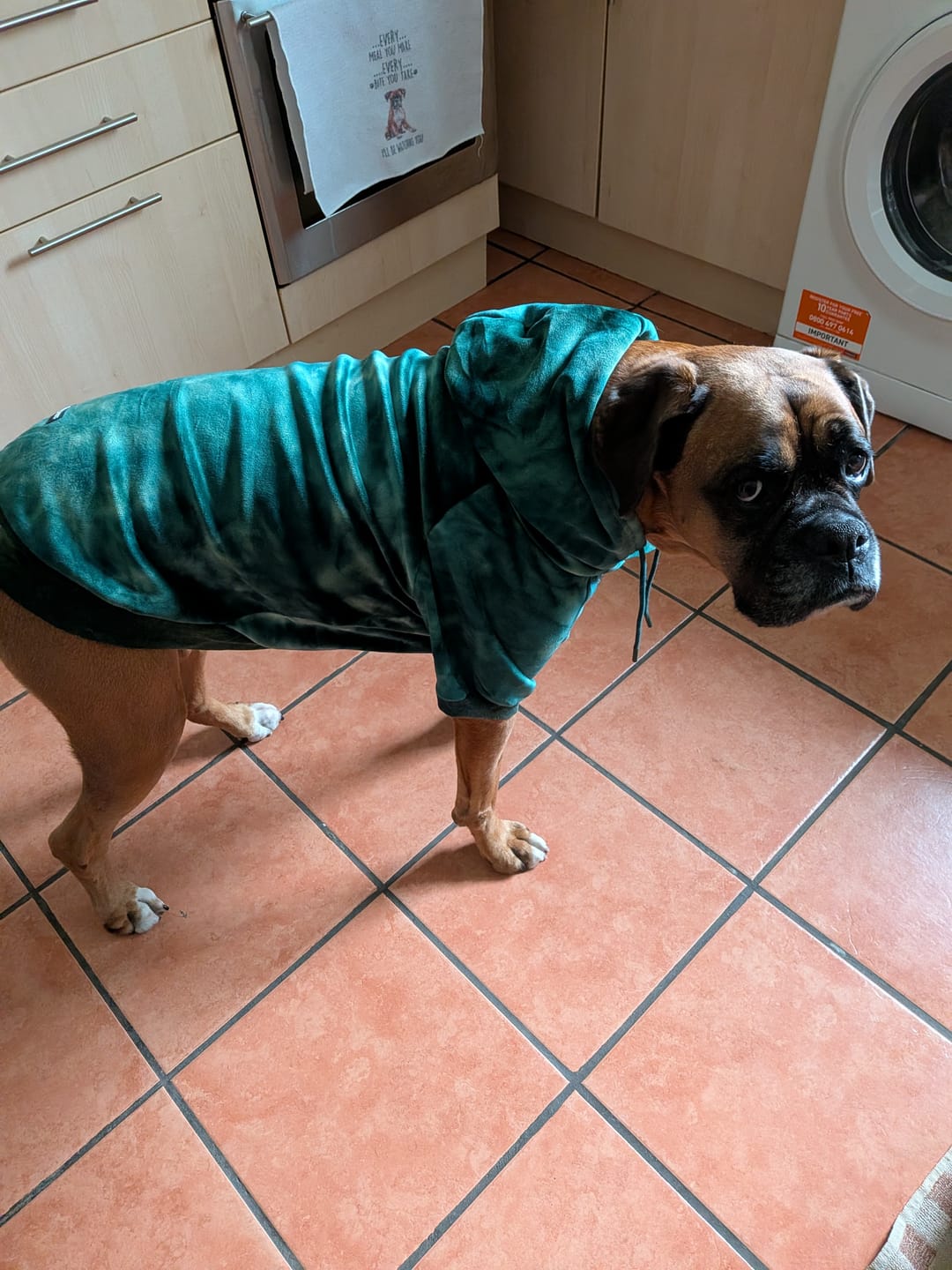 Customer photo review of Velvet Dog Hoodie - Emerald Green
