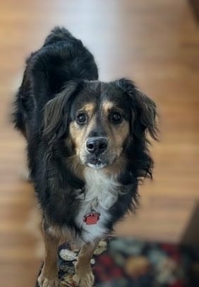 Customer photo review of Daily Healthy-Aging Support for Aging Dogs