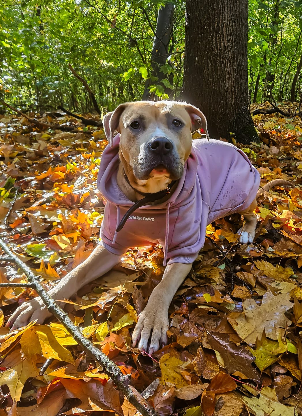 Customer photo review of Essential Dog Hoodie - Purple Taupe