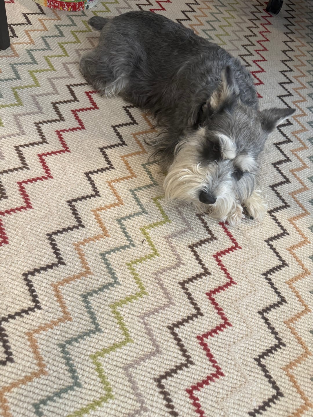 Customer photo review of 6" Standard Bully Sticks