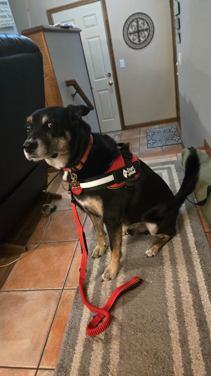 Customer photo review of Dogshood ™ No Pull Harness