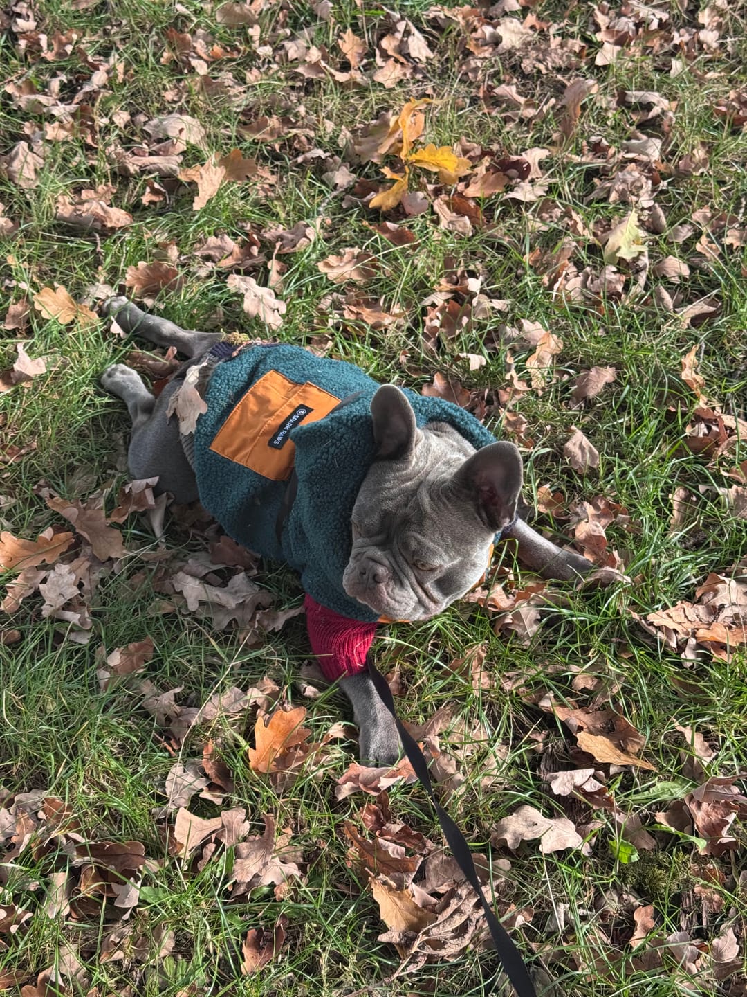 Customer photo review of Reversible Jacket - Green and Orange