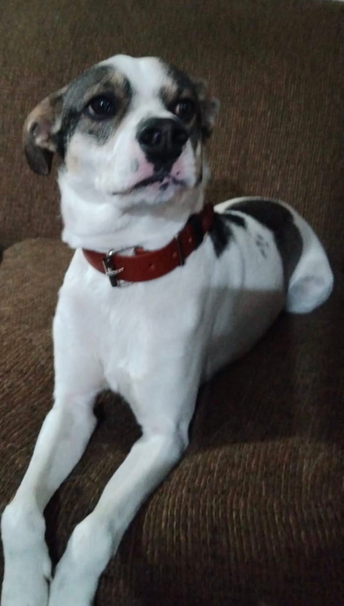 Customer photo review of Collar Duke Whisky/Negro