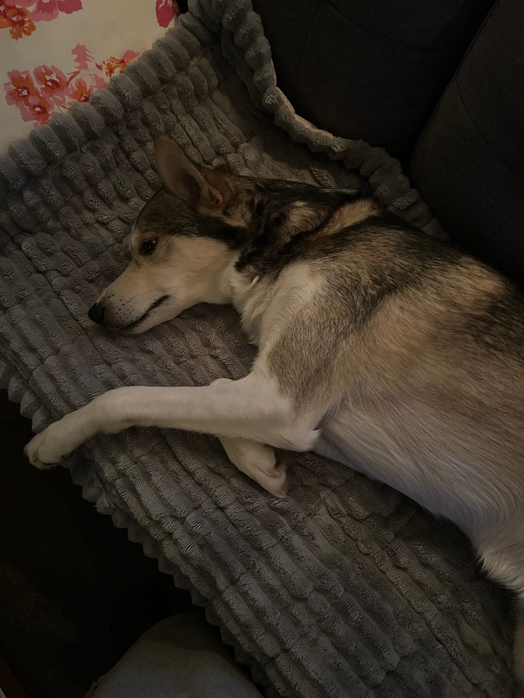 Customer photo review of Koselig Sofatrekk – Hundens favorittplass