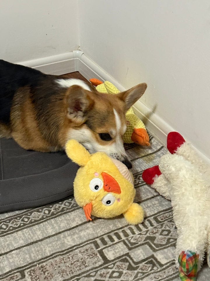 Customer photo review of Side-Eye Chick