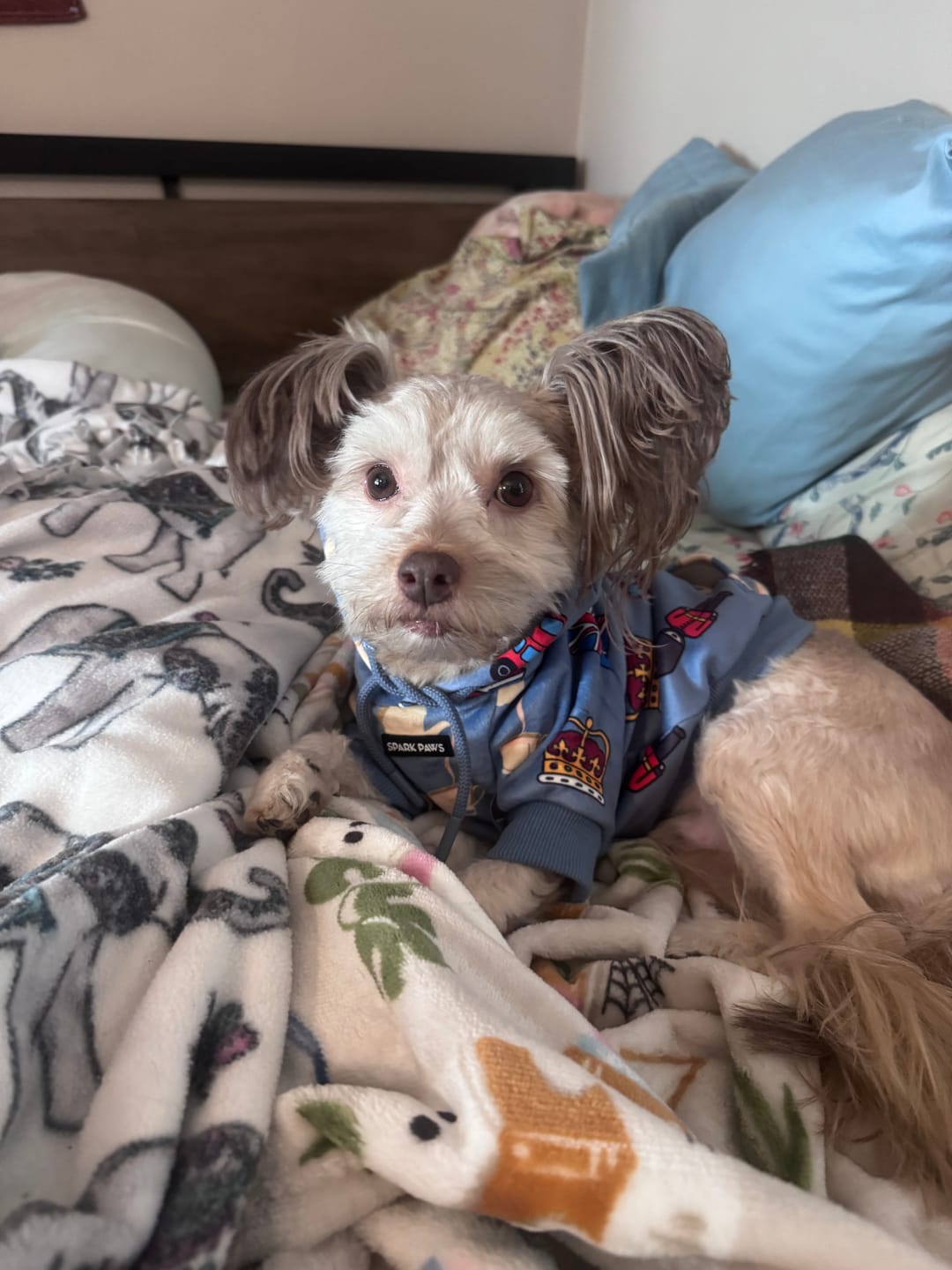 Customer photo review of The UK Dog Hoodie