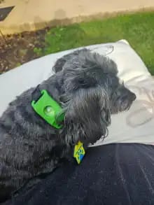 Customer photo review of OptimaPets - 12 Meses de Protección Antipulgas y Garrapatas 100% Natural para Perros