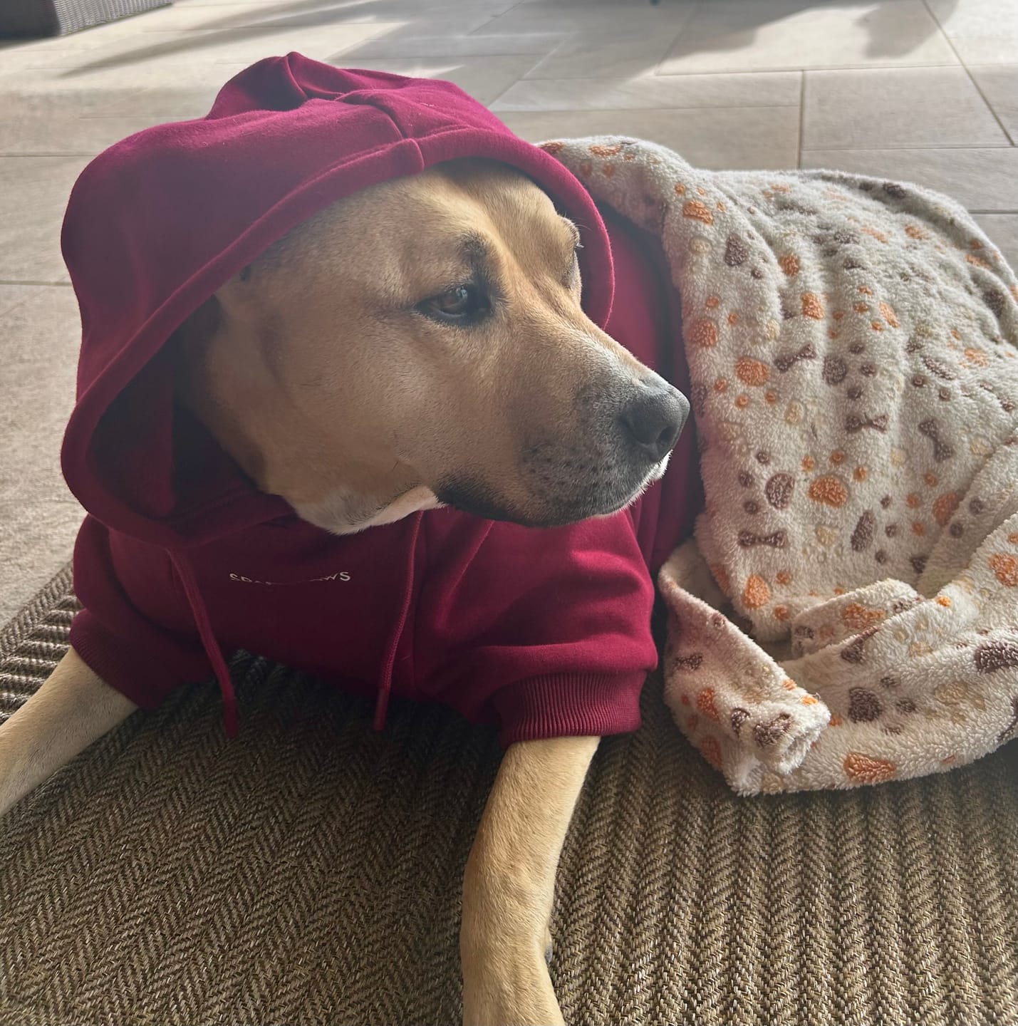Customer photo review of Essential Dog Hoodie - Burgundy