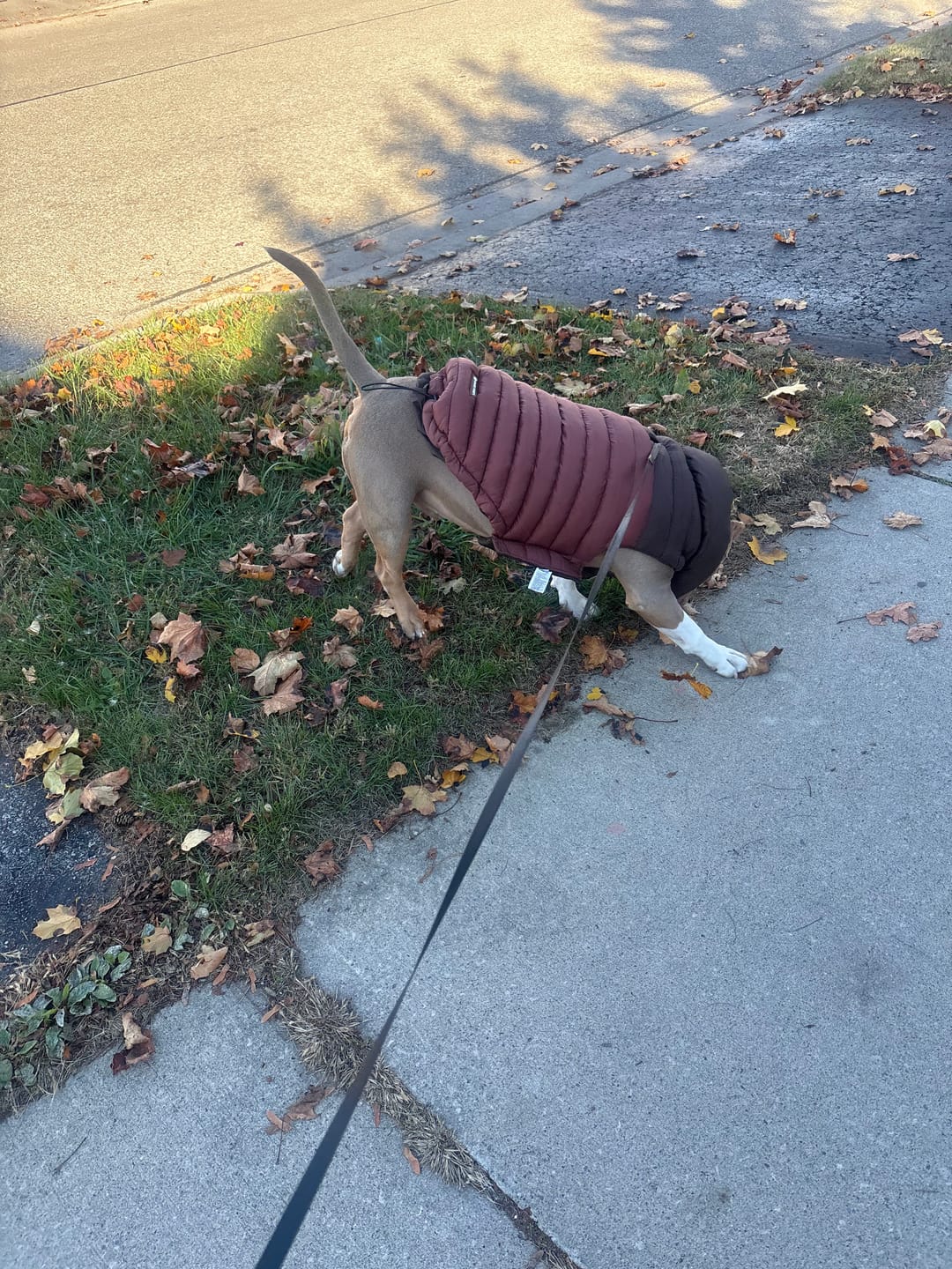 Customer photo review of PuffShield Winter Jacket - Brown