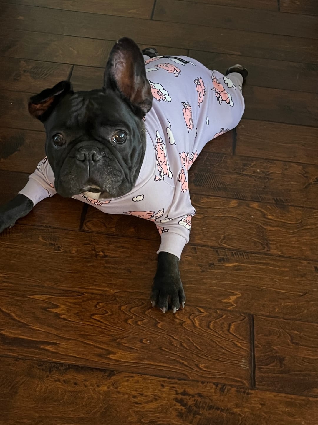 Customer photo review of Dog Pajama - When Pigs Fly