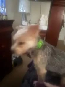 Customer photo review of OptimaPets - 12 Meses de Protección Antipulgas y Garrapatas 100% Natural para Perros