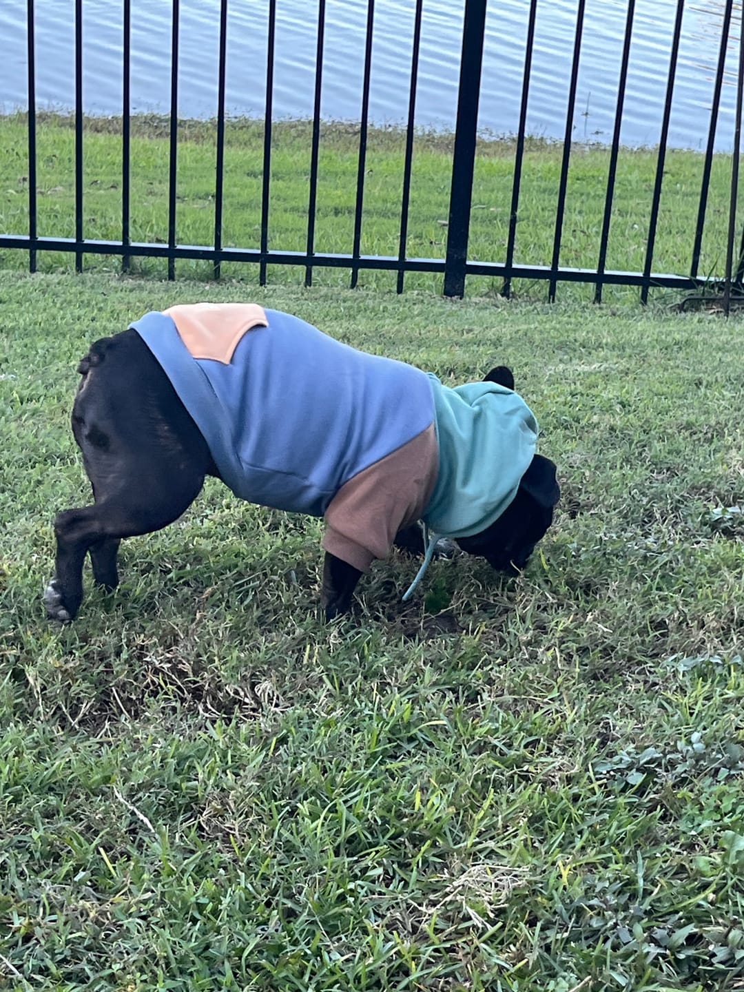 Customer photo review of Alpine Dog Hoodie
