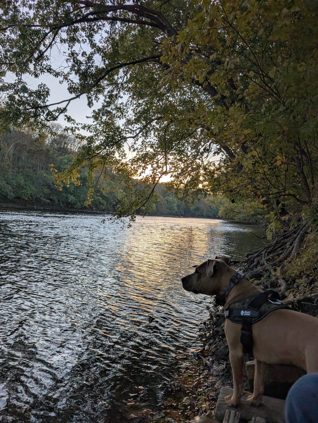 Customer photo review of Dogshood ™ No Pull Harness