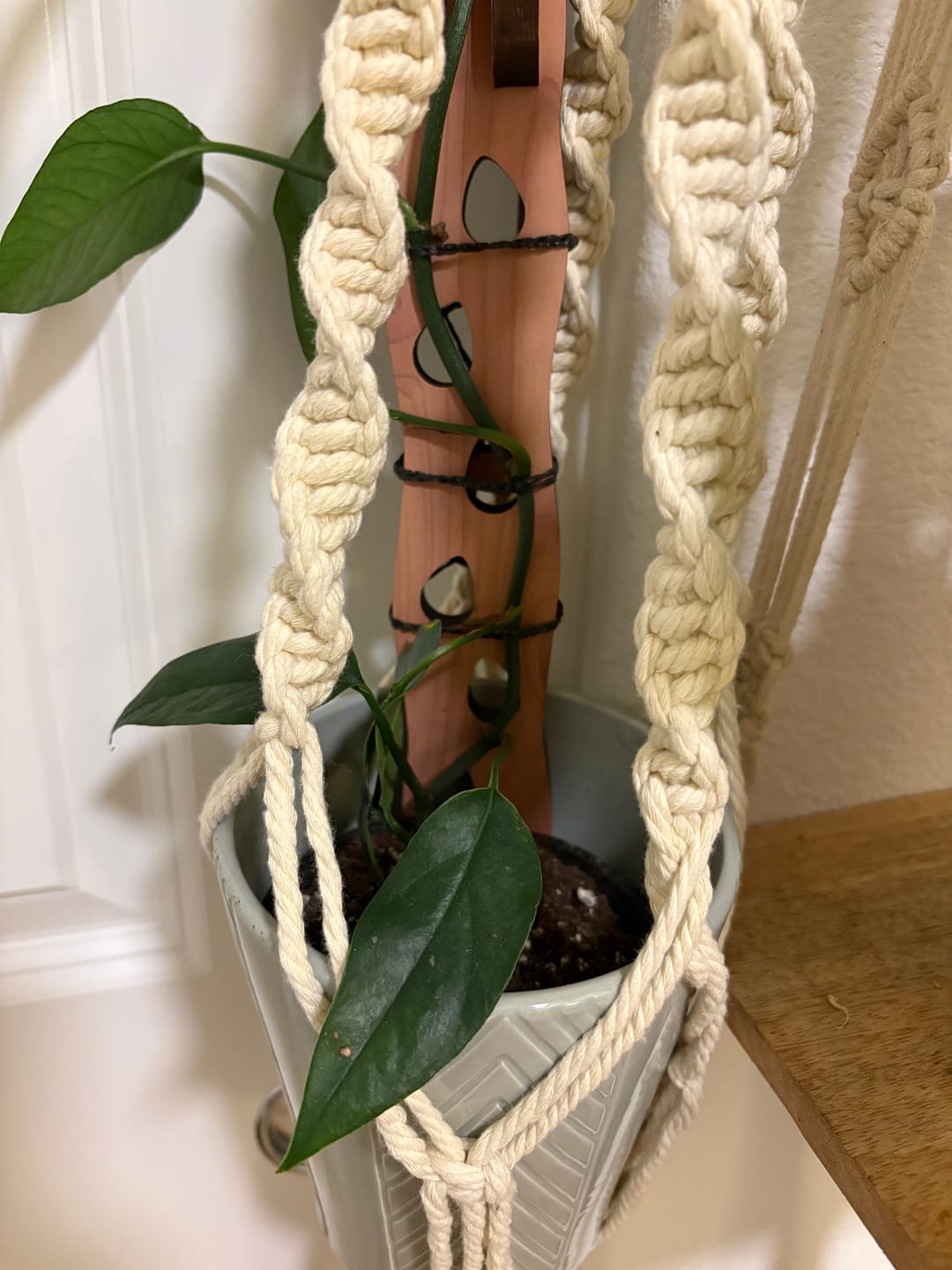 Customer photo review of Pothos 'Baltic Blue'
