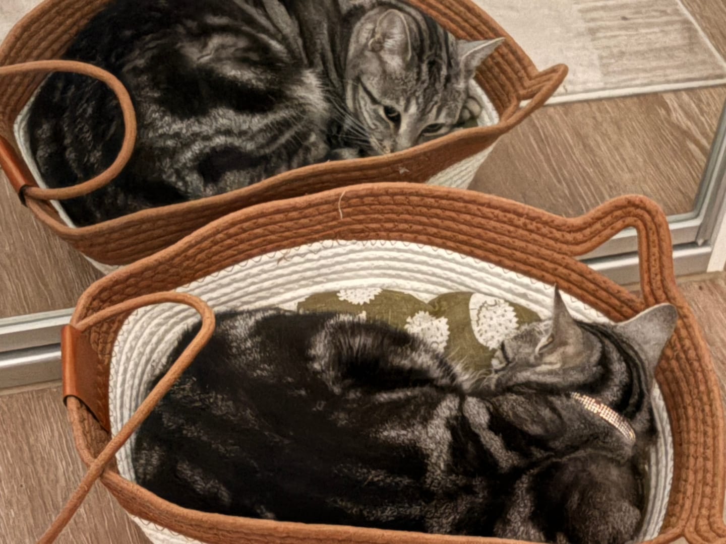 Customer photo review of Instinct Basket | Meet the first research-backed natural territory for indoor cats