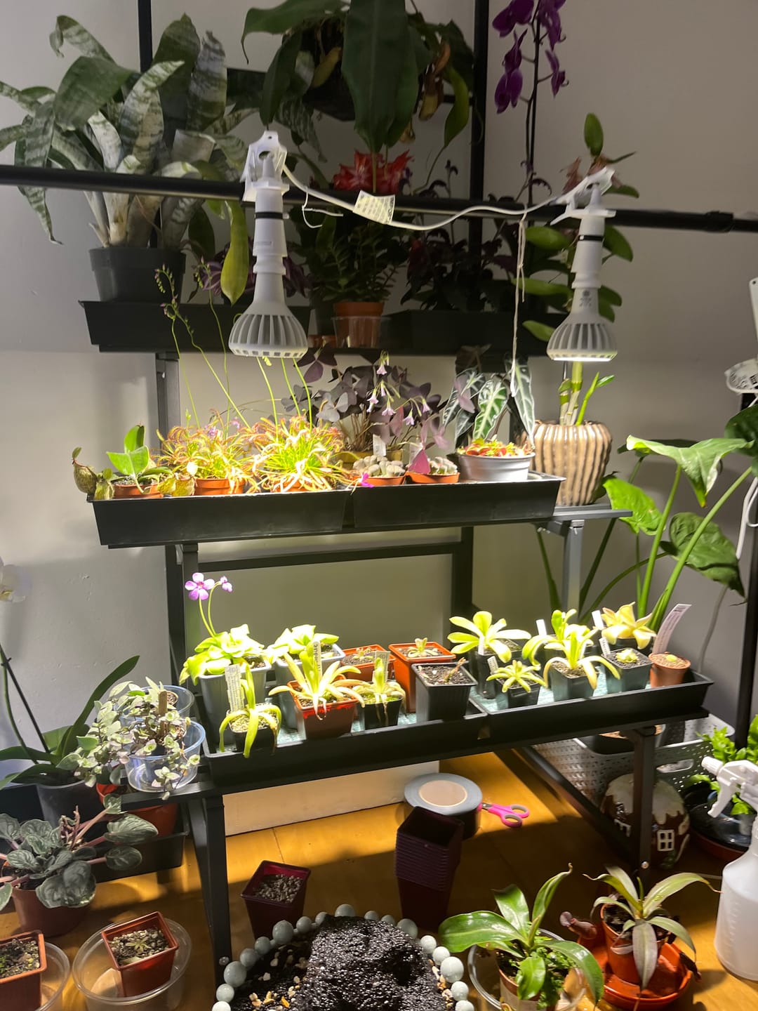 Customer photo review of Pianta LED Grow Light 3-Pack bundle