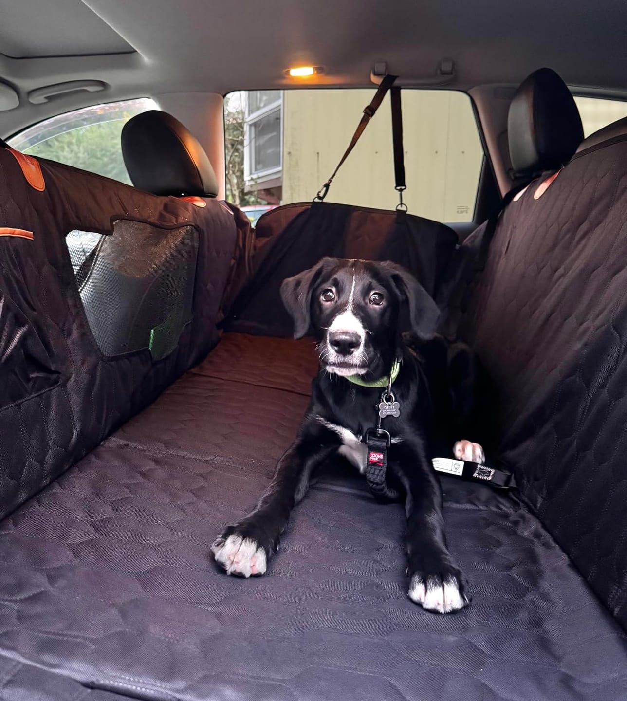 Customer photo review of Car Seat Cover & Back Seat Extender (Hard Bottom) for Dogs