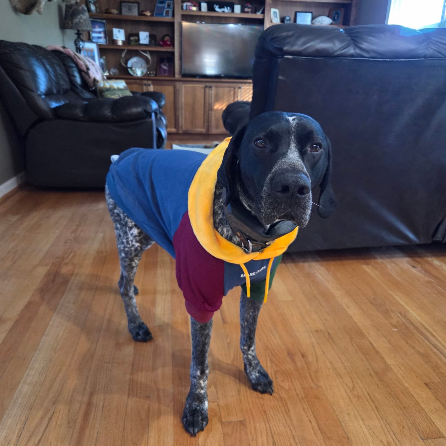 Customer photo review of Color Block Dog Hoodies