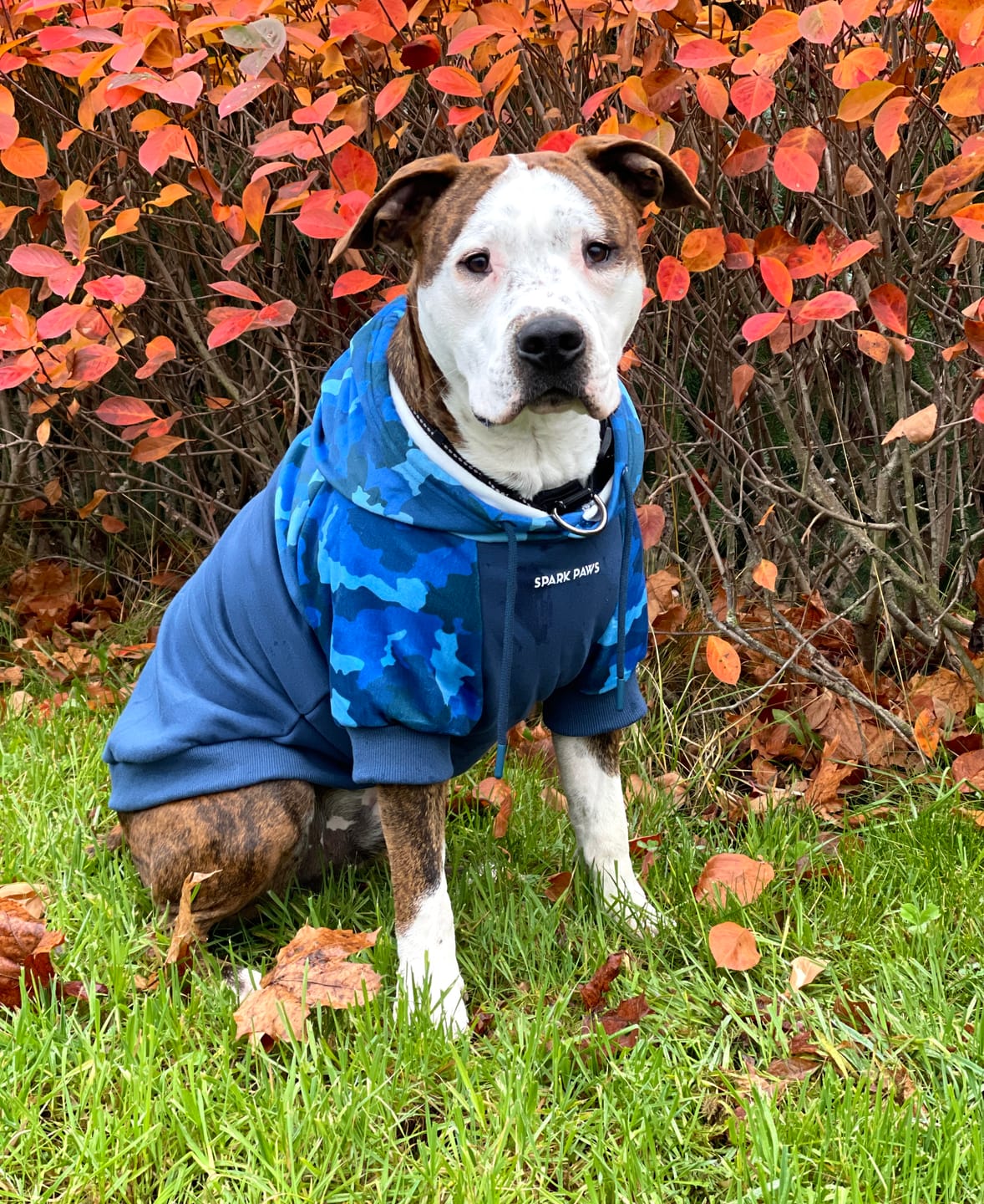 Customer photo review of Blue Camo Dog Hoodie
