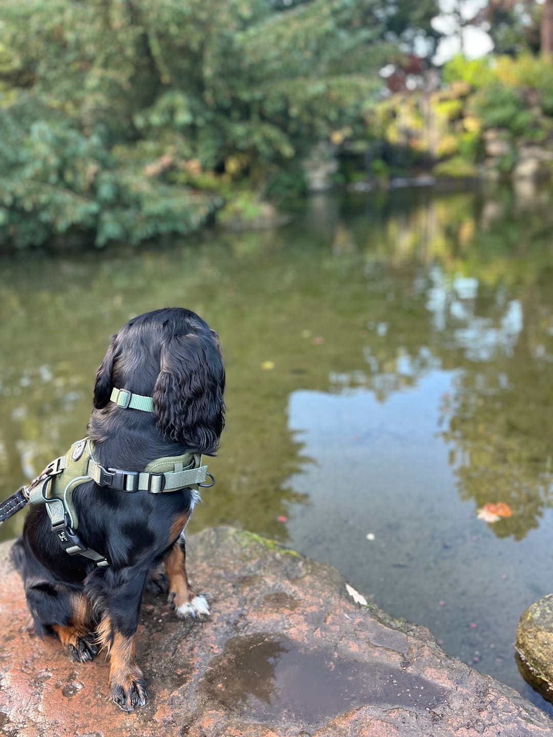 Customer photo review of Trail & Glow® Dog Harness - The Khaki One