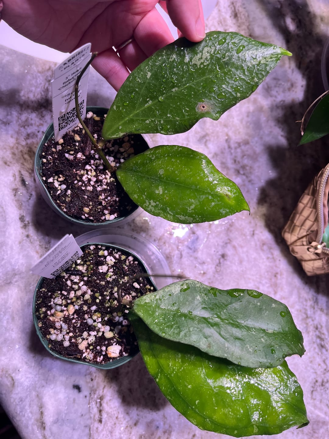 Customer photo review of Hoya finlaysonii 'Chicken Farm'