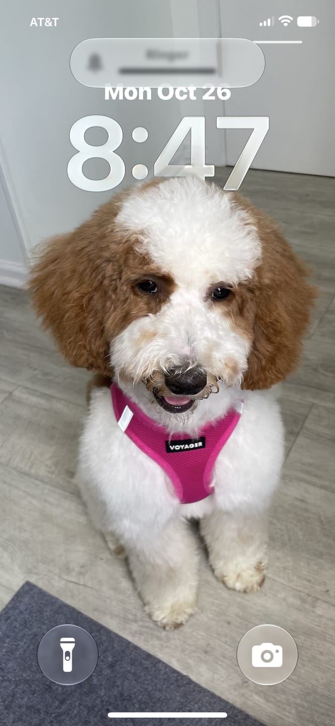 Customer photo review of Chewy Ostrich Knee Tendon: The Satisfying, Joint-Supporting Chew