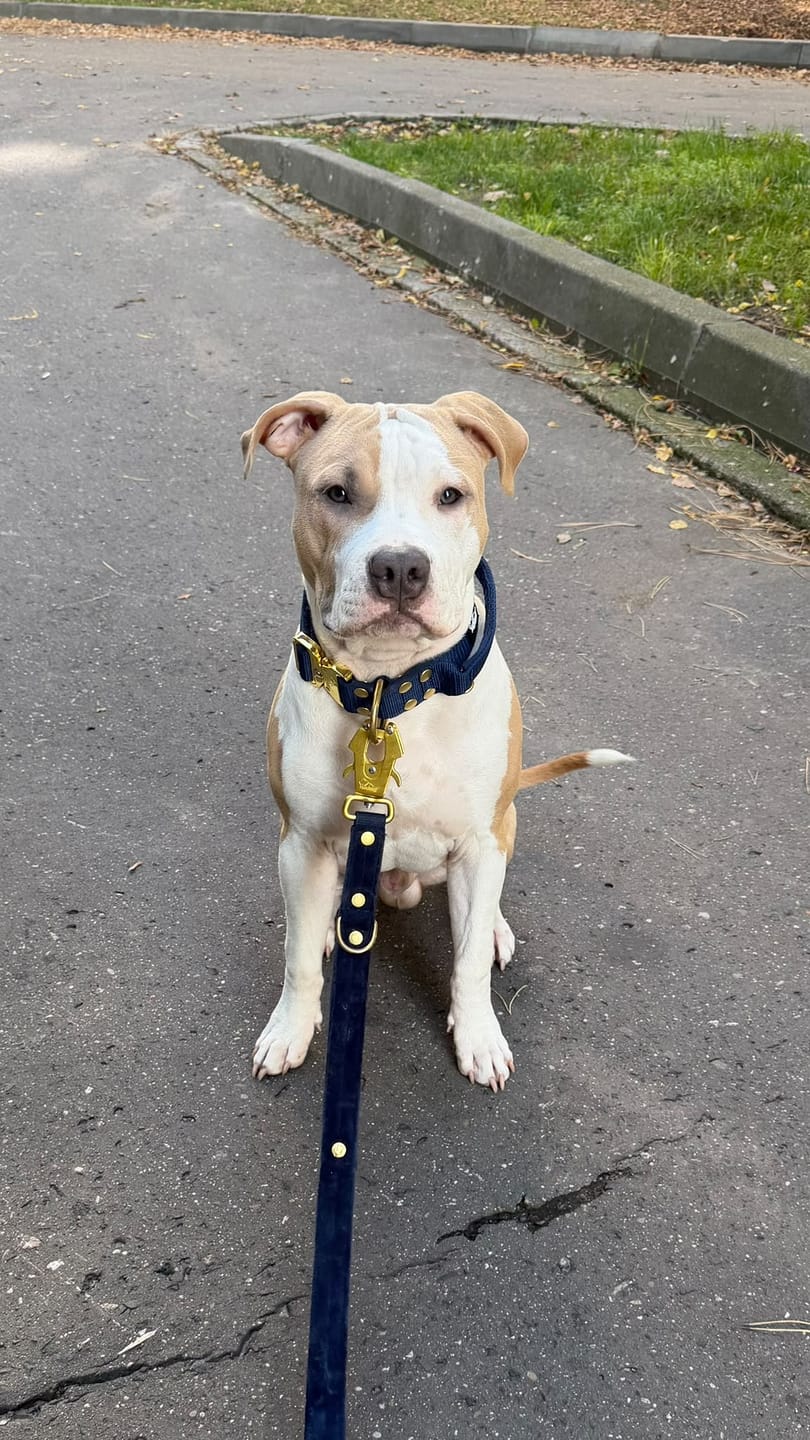 Customer photo review of Multi Guard Leash Gold Edition Navy Blue