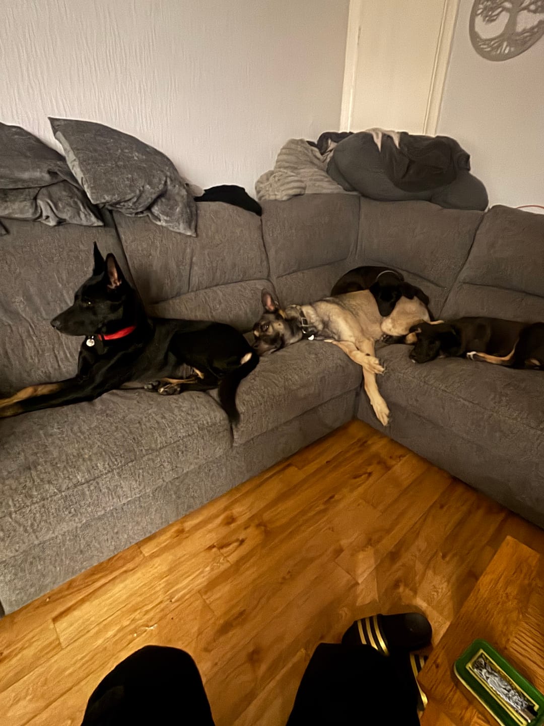 Customer photo review of Original Beef - Adult Dry Dog Food 15Kg